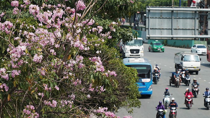 Tại đường Võ Văn Kiệt, quận 1, khúc gần hầm Thủ Thiêm có đến mấy chục cây hoa đang nở. Cây được trồng theo hàng thẳng tắp tạo nên khung cảnh không khác gì bối cảnh phim Hàn, thu hút nhiều bạn trẻ đến chụp hình lưu niệm.