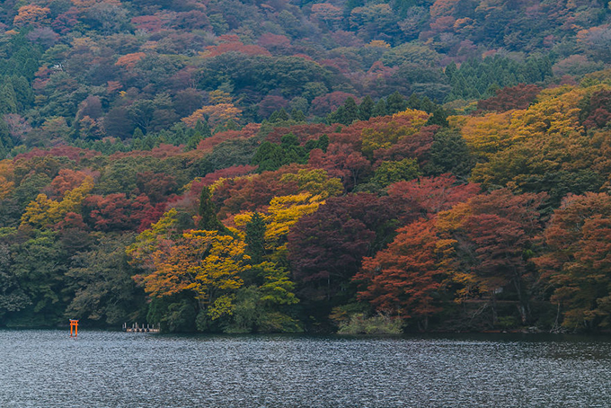 Màu sắc sặc sỡ của bức tranh thu bên hồ Ashinoko, Hakone.
