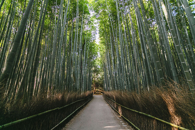Rừng trúc ở Arashiyama, phía Tây Kyoto. Con đường rợp bóng trúc xanh mướt và cao tít đã thường xuyên xuất hiện trong các bài quảng bá du lịch của cố đô Kyoto.