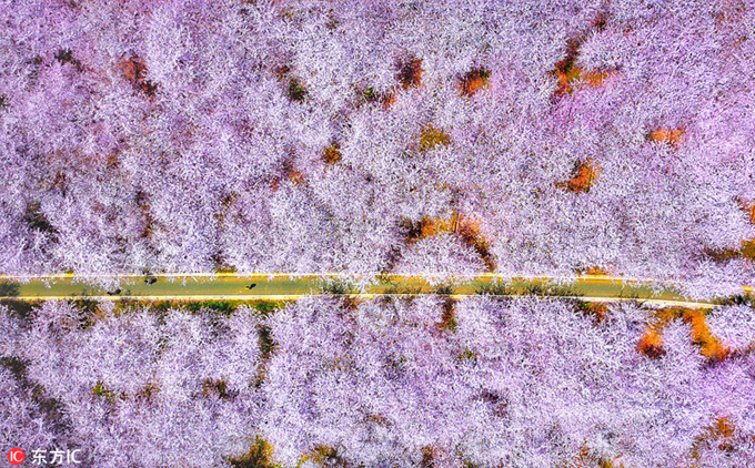 Con đường "thập lý đào hoa" nhìn từ trên cao. Một màu hồng phơn phớt phủ khắp một vùng không gian tạo nên khung cảnh mơ màng, đắm say.