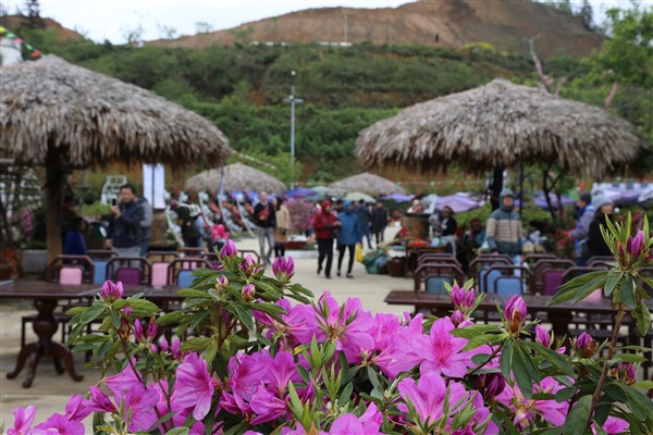 Để tôn vinh loài hoa quý của núi rừng Tây Bắc, từ năm 2017, Sun World Fansipan Legend đã tổ chức một lễ hội hoa Đỗ quyên - Không gian văn hóa Tây Bắc với nhiều hoạt động hấp dẫn. Năm nay, lễ hội tiếp tục diễn ra từ ngày 7/4 đến 1/5, thu hút hàng nghìn du khách đến thăm quan, thưởng ngoạn.
