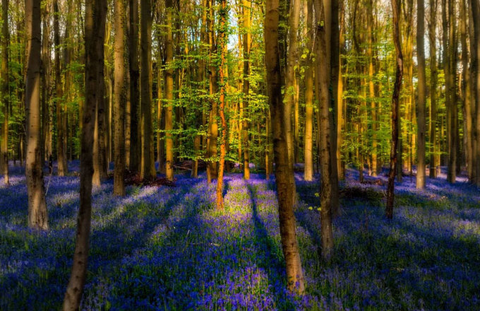 Hallerbos được biết đến với cái tên "khu rừng xanh lam" nhờ hàng triệu đóa hoa chuông xanh (hyacinth), trải lên mặt đất một tấm thảm xanh biếc ấn tượng.