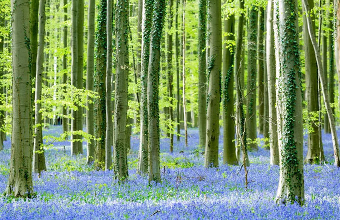 Trong thời gian này, khu rừng thuộc địa phận thành phố tự trị Halle đang bắt đầu chứng kiến mùa hoa chuông xanh nở. Mùa xuân tới mang theo ánh sáng mặt trời hứa hẹn sẽ giúp phủ kín màu xanh tím lạ mắt cho cánh rừng trong vài tuần tới.