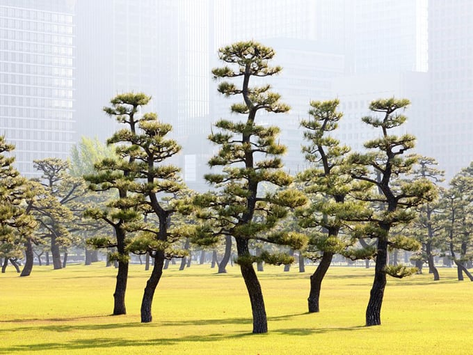 Khu vườn xanh mướt của hoàng cung ở Tokyo.