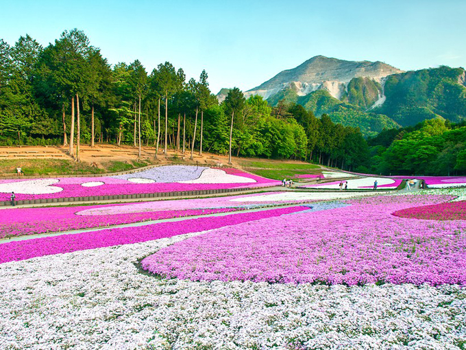 Công viên Hitsuji-yama nằm ở tỉnh Saitama có tổng diện tích là 300.000 m2. Công viên Hitsuji-yama nổi tiếng nhất đó chính là từ khoảng giữa tháng 4 đến đầu tháng năm ngập tràn sắc hoa shibazakura. Ở đây có trồng 9 loại hoa shibazakura với khoảng 400.000 cây, chủ yếu là màu hồng taọ nên khung cảnh giống như là trải một tấm thảm hoa khổng lồ.