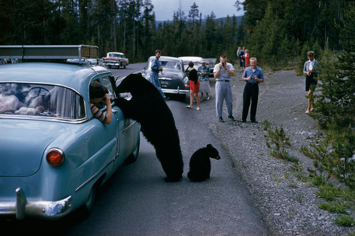 Một du khách dường như không nhận thấy mối nguy hiểm cho mình khi để gấu đen hoang dã tiếp cận tại vườn quốc gia Yellowstone (Mỹ) - Ảnh: National Geographic/Anfrew H. Brown