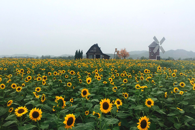 Cách trung tâm Hà Nội 55 km về hướng quốc lộ 1A, cánh đồng có diện tích gần 3 ha hoa hướng dương này nằm trong khuôn viên phim trường Rose Garden thuộc Bắc Giang. Hoa nở từ dịp lễ 30/4 vừa rồi và hiện thu hút nhiều du khách đến ngắm, chụp ảnh.