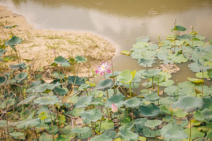 Hồ sen rộng mênh mông ngày nào giờ chỉ còn là một ruộng sen nhỏ bên cạnh nền đất nứt nẻ. Một loài hoa hiếm có, mạnh mẽ vươn lên giữa hồ tưởng như sắp bốc hơi.