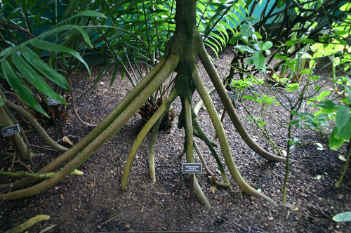 Một số ý kiến cho rằng việc rễ cây mọc ra bên ngoài nhằm giúp cây đứng vững để vươn cao hơn nhằm đón được ánh nắng mặt trời. Ảnh: Amusing Planet.