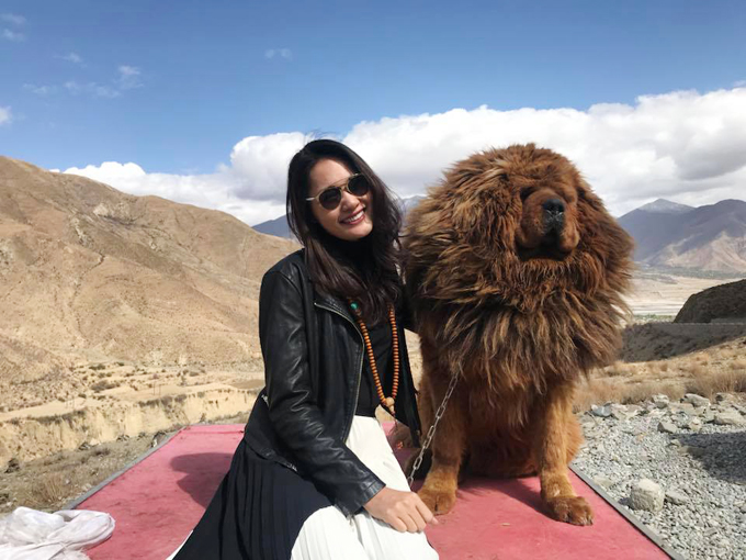 Chú chó ngao Tây Tạng lông xù rất thân thiện với khách du lịch.