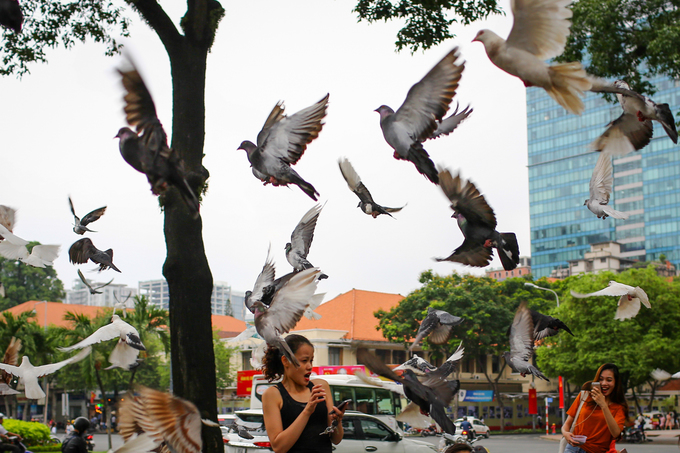 Đàn chim vỗ cánh, bay lượn trong sự ngỡ ngàng của du khách. "Tôi đã sang Thái Lan và thấy cũng có đàn chim trong khuôn viên một ngôi chùa, nhưng có lẽ không nhiều và bay lượn đều, đẹp mắt như đàn chim ở đây", chị Nguyễn Thị Ngân, du khách đến từ Hà Nội, chia sẻ.