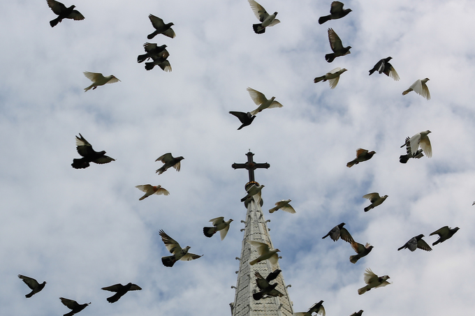 Những cánh chim chao nghiêng trước tháp chuông nhà thờ Đức Bà. Vào buổi tối, nhà thờ và những hàng cây bao quanh cũng là nơi trú ngụ của đàn bồ câu này.