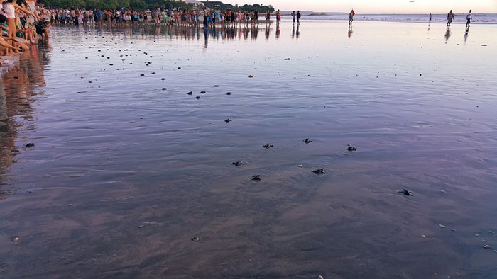 Những bé rùa bơi đi trong biển hoàng hôn Kuta