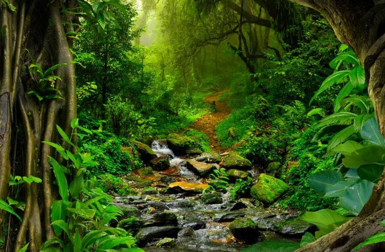 Được đặt theo tên một nữ chiến binh trong thần thoại Hy Lạp, Amazon là địa danh chứa đựng nhiều bí ẩn của thiên nhiên. Bao phủ 6% bề mặt trái đất và cung cấp 20% lượng khí oxy cho bầu khí quyển toàn cầu, rừng Amazon là rừng rậm nhiệt đới lớn nhất thế giới với một nửa diện tích nằm tại Brazil.