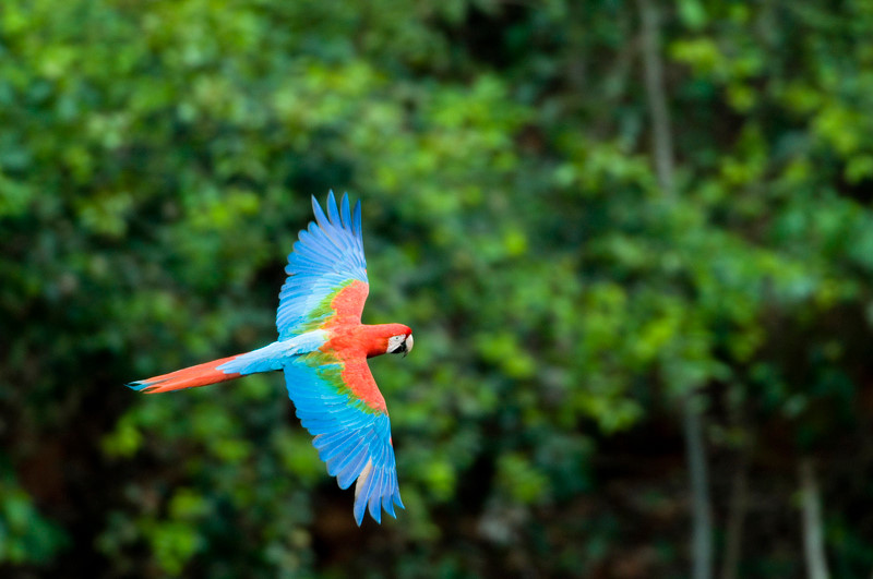 Rừng nhiệt đới Amazon là nơi trú ngụ của rất nhiều loài động vật quý hiếm. Các cá thể loài chim sống tại rừng Amazon chiếm 1/5 tổng quần thể chim trên thế giới. Đây còn là ngôi nhà của loài trăn khổng lồ anaconda và loài động vật nguy hiểm nhất thế giới ếch phi tiêu độc (poison dart frog).
