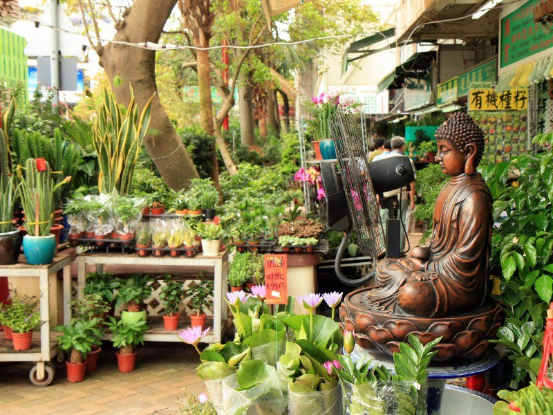 Chợ Hoa: Chợ Hoa là khu chợ đẹp và rực rỡ nhất mà du khách có thể tìm thấy ở Hong Kong. Ghé đến các cửa hàng tại đây, du khách có thể tìm thấy nhiều loại hoa và cây trồng khác nhau như hoa cẩm chướng, hoa hồng hay cây bonsai. Bên cạnh đó, khu chợ cũng là nơi mọi người có thể tìm hiểu về việc trồng và chăm sóc hoa, cây cảnh cũng như mua sắm các loại hạt giống, phân bón hay dụng cụ làm vườn. Ảnh: Tripstodiscover.