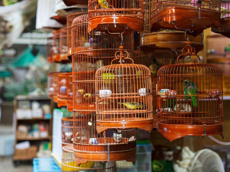Chợ chim phố Yuen Po: Chợ chim phố Yuen Po là nơi du khách có thể tản bộ trên con hẻm ngắn và chiêm ngưỡng những quầy hàng, bày bán nhiều loại chim khác nhau cũng như lắng nghe tiếng chim hót giữa không gian cổ kính, mang đậm phong cách truyền thống. Ảnh: Bigstock.