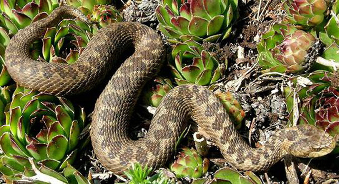 Có 15 loại rắn sống ở Croatia nhưng chỉ 3 trong số đó có độc. Ảnh: Local-concierge.
