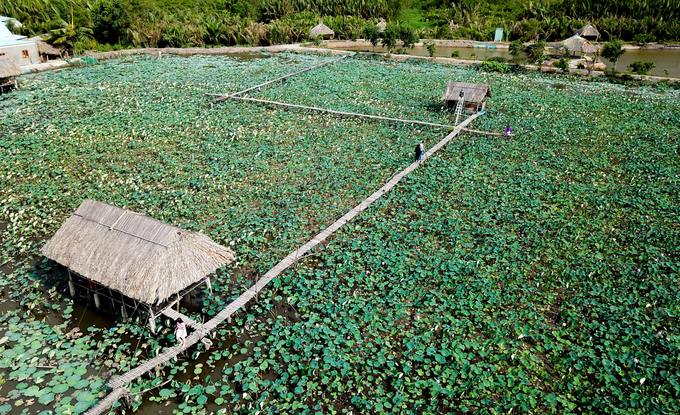 Đầm sen Tam Đa (quận 9, TP HCM) được gia đình anh Lý Mộng Thành trồng từ hai năm nay. Đầm sen rộng khoảng 3 ha, nằm bên bờ sông Tắc, đoạn hạ nguồn của sông Đồng Nai, cách trung tâm Sài Gòn khoảng 20 km.