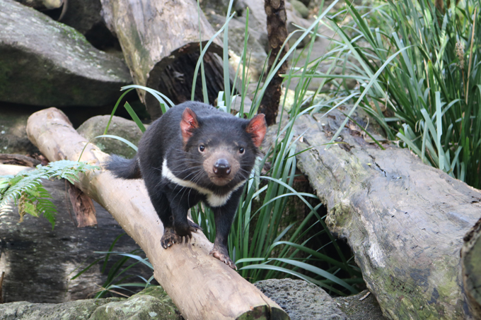 Loài Quỷ Tasmania quý hiếm ở Úc.