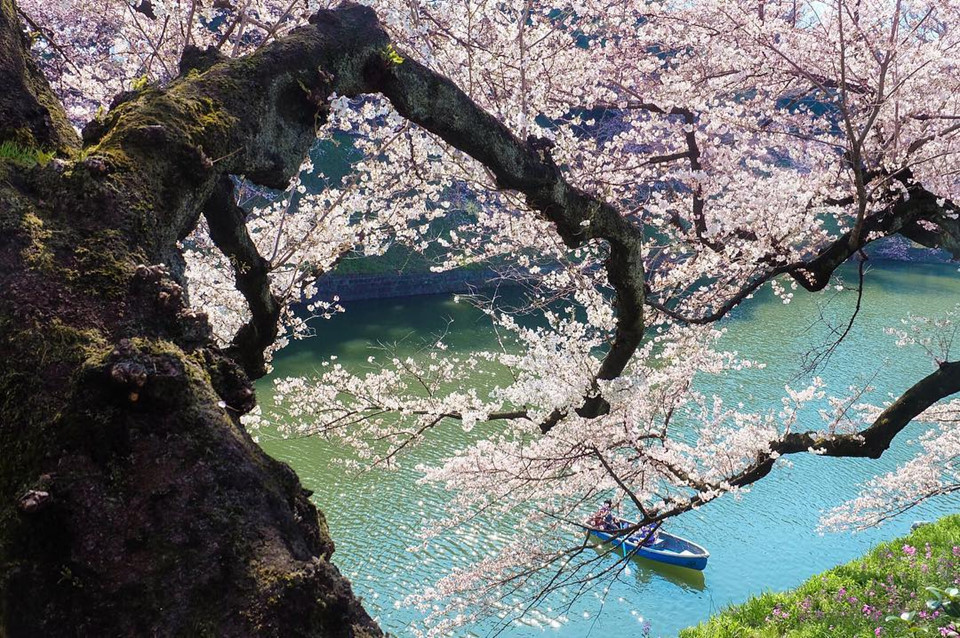 Với ngân sách hạn chế, bạn nên tránh đến Tokyo vào tháng 3 và 4. Mùa xuân cũng là mùa hoa anh đào, khi những lễ hội sẽ diễn ra ở khắp nơi và đẩy giá khách sạn lên cao. Ảnh: @ akosibeatrice.