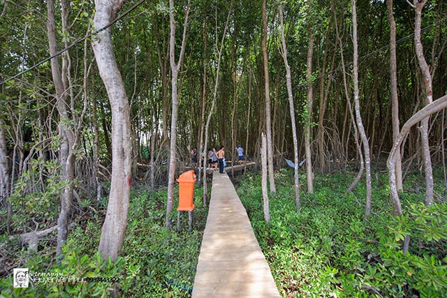 Du khách có thể tận hưởng không khí trong lành của rừng U Minh Hạ với bạt ngàn những cánh rừng tràm xanh ngát, trải dài hút mắt.