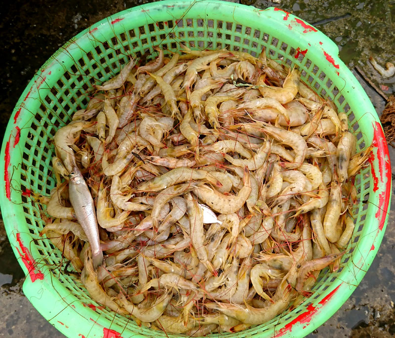 Ngay gần cảng có có chợ Ngọc Hải bán rất nhiều hải sản đem từ cảng lên.