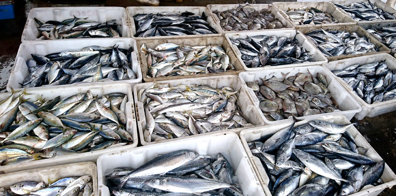 Ngoài hải sản tươi sống còn có hải sản chế biến thành, cá khô, chả cá, chả mực, ruốc tôm...