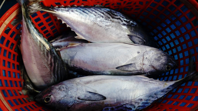 Cá ngừ mùa này giá chừng 70.000 - 100.000 đồng một kg.