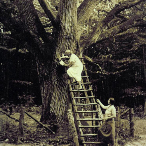 Phụ nữ trèo lên thân cây sồi để gửi thư tình trong những năm 1930. Ảnh: BBC.