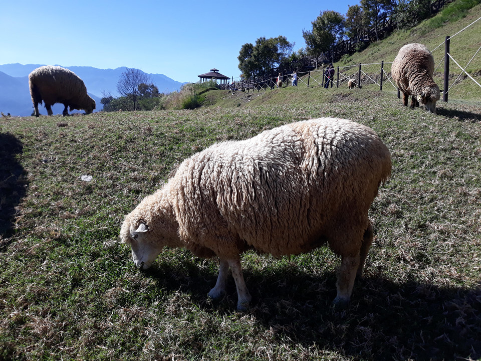 Tôi đã mua những túi đậu nhỏ cho những chú cừu dễ thương ăn và chơi đùa cùng đàn cừu mũm mĩm đang nhởn nhơ gặm cỏ.