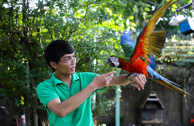 Những con vẹt không bị nhốt trong lồng mà được thả tự do trong quán, ngoài sân vườn để khách thoải mái vuốt ve, nói chuyện với chúng.