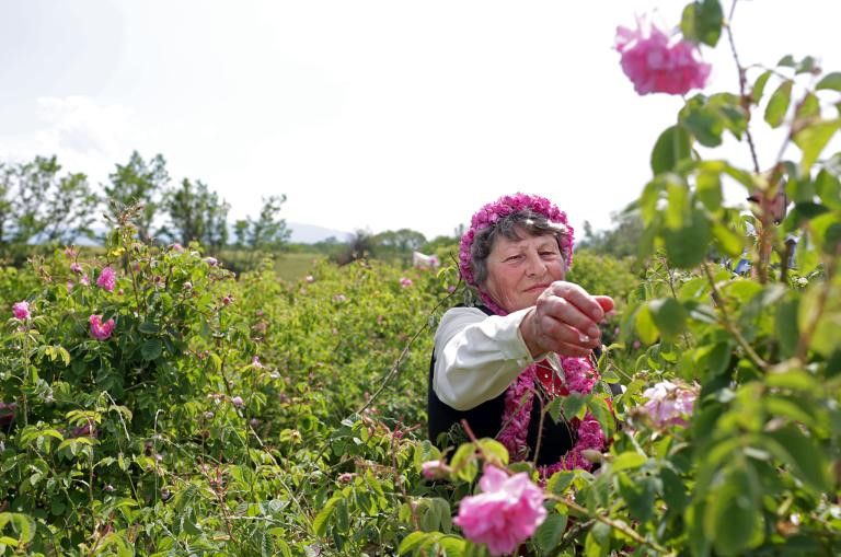 Trên những cánh đồng hoa, du khách sẽ tận mắt nhìn thấy nông dân thu hoạch hoa hồng theo cách truyền thống. Việc hái hoa thường bắt đầu vào lúc mặt trời mọc và kết thúc trước buổi trưa của ngày. Trên những cánh đồng hoa, du khách sẽ tận mắt nhìn thấy nông dân thu hoạch hoa hồng theo cách truyền thống. Việc hái hoa thường bắt đầu vào lúc mặt trời mọc và kết thúc trước buổi trưa của ngày.