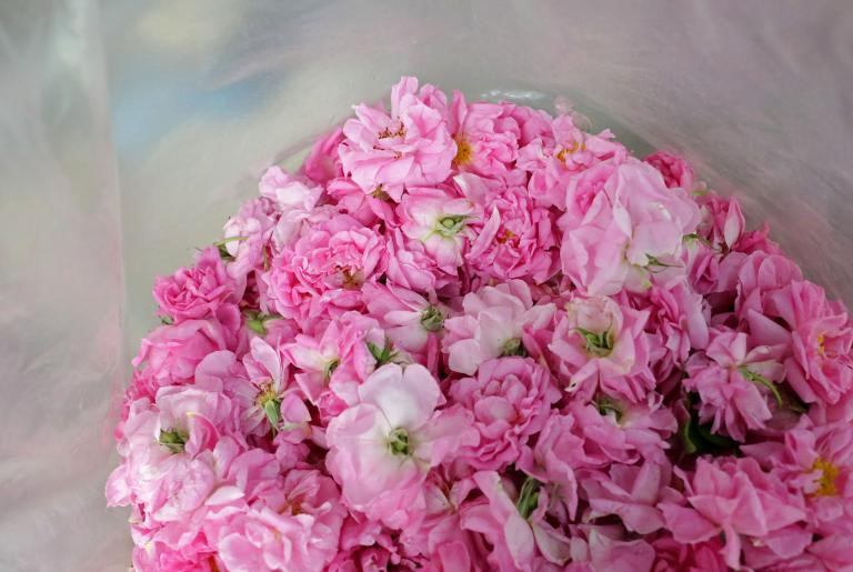 Loại hoa để lấy tinh dầu phổ biến nhất trong thung lũng là giống hồng tươi rực rỡ Damask. Nguồn gốc của loại hoa này chưa xác định. Có người cho rằng hoa xuất xứ từ Ba Tư cổ đại, được thương gia Thổ Nhĩ Kỳ mang đến Bulgaria thế kỷ 17. Người ta gọi hoa là Rosa kazanlika, như cách để tôn vinh vùng đất chuyên trồng trọt, chăm sóc chúng. Loại hoa để lấy tinh dầu phổ biến nhất trong thung lũng là giống hồng tươi rực rỡ Damask. Nguồn gốc của loại hoa này chưa xác định. Có người cho rằng hoa xuất xứ từ Ba Tư cổ đại, được thương gia Thổ Nhĩ Kỳ mang đến Bulgaria thế kỷ 17. Người ta gọi hoa là Rosa kazanlika, như cách để tôn vinh vùng đất chuyên trồng trọt, chăm sóc chúng.