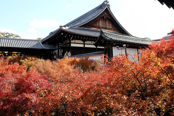 Đền Tofukuji, Kyoto  Cố đô Kyoto được mệnh danh là điểm ngắm lá đỏ đẹp nhất Nhật Bản vào mùa thu. Trong đó đền Tofukuji là một trong số những ngôi đền có cảnh quan cuốn hút nhất với hơn 20.000 m2 vườn rợp bóng cây. Du khách tới đây thường chọn cây cầu Tsutenkyo để ngắm cảnh và chụp ảnh.  Thời gian đẹp nhất là cuối tháng 11.