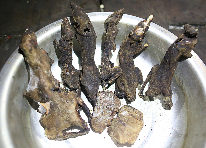 Chuột núi là loại thịt ngon nhất trong các loại thịt thú ở núi Ngọc Linh. Mỗi khi bắt được chuột, bà con đều để lại ăn chứ không bán.