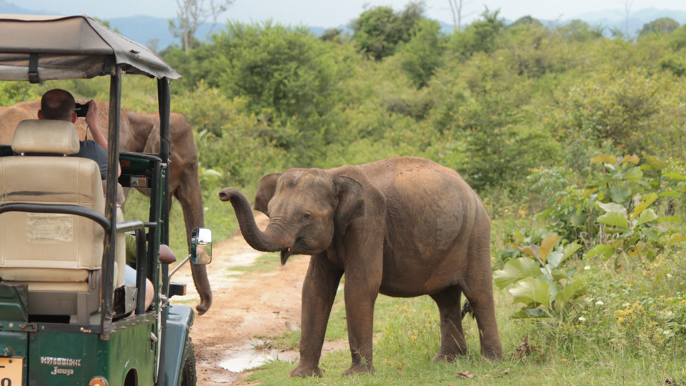 Khám phá thiên nhiên hoang dã ở Udawalawe: Vườn quốc gia Udawalawe của Sri Lanka đặc biệt nổi tiếng với đàn voi khoảng 700 con, có thể cho du khách tận mắt chiêm ngưỡng loài vật to lớn này. Nhà chăm sóc voi Elephant Transit Home ở đây thuộc top các trung tâm phục hồi động vật hoang dã tốt nhất thế giới, chuyên chăm sóc, chữa trị voi bị thương, mồ côi... đến khi chúng đủ khả năng sống độc lập, trở về tự nhiên. Ảnh: Top Driver In Sri Lanka.