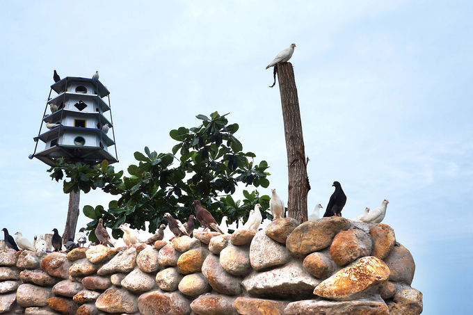 Một số khu nghỉ dưỡng ở Nam Du làm chuồng nuôi chim, khách có thể đùa chơi với bồ câu, đem lại cảm giác bình yên, thư giãn.