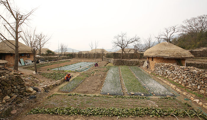 Ngoài làm du lịch thì dân làng sống chủ yếu bằng nghề nông, họ tận dụng khoảng sân vườn để trồng rau, chăn nuôi theo mùa.