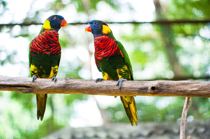 Vườn chim Kuala Lumpur: Giữa trung tâm thành phố Kuala Lumpur hiện đại, nếu muốn tìm đến thiên nhiên trong lành, bạn có thể tới thăm vườn chim Kuala Lumpur – Kuala Lumpur Bird Park nằm trong khu vườn hồ Lake Garden. Trải rộng trên vùng thung lũng xanh mướt rộng 8,5 hecta, KL Bird Park là nơi ở của hơn 3.000 con chim thuộc hơn 200 loài khác nhau, được chia thành các khu vực gồm khu bay tự do, công viên chim mỏ sừng và khu vực dành cho các loài chim sống tách riêng cùng các loài biết bay khác.