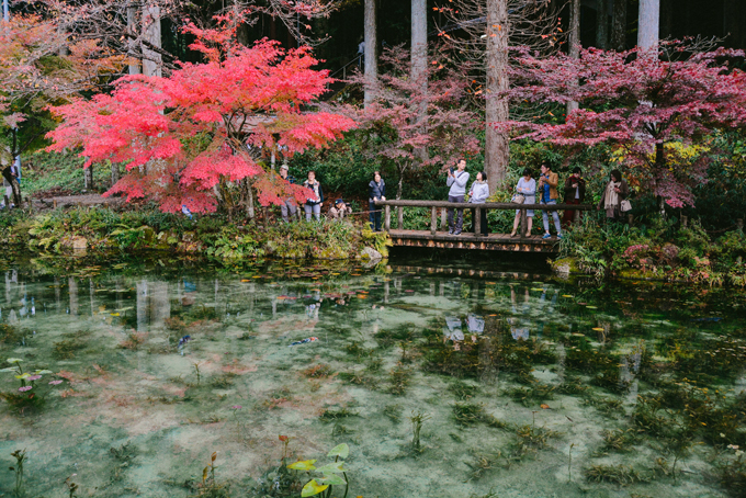 Nhật Bản nổi tiếng với những danh thắng rực rỡ vào mùa thu như cố đô Kyoto, đền Nara, cung đường lá đỏ ở Aichi - Toyama... Nhưng ít ai biết tới một địa điểm "bí mật" cũng sở hữu phong cảnh rất lãng mạn vào mùa thu, đó là ao Monet thuộc thành phố Seki, tỉnh Gifu, miền Trung Nhật Bản. Sở dĩ có cái tên "Tây" là vậy vì khung cảnh nơi đây được ví rằng giống hệt bức họa "Hoa lòa kèn nước" của họa sĩ nổi tiếng người Pháp -Claude Monet.