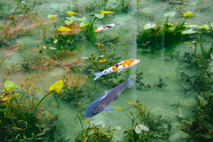 Chủ nhân của ao còn thả nhiều chú cá Koi rực rỡ sắc màu. Chúng tự do bơi lội, luồn lách giữa những đám hoa và rong rêu, tạo nên bức tranh 3D vừa lãng mạn, vừa sống động. Khách tới đây được khuyến cáo không nên cho cá ăn bừa bãi bởi sẽ làm hỏng "tấm gương trong suốt" của khu hồ.