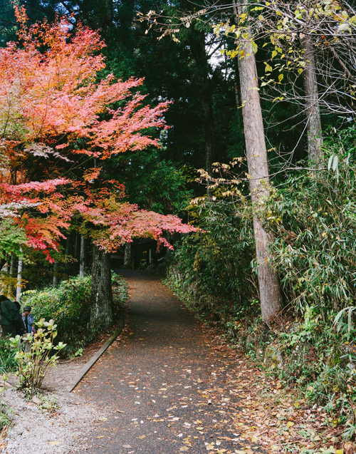 Con đường rậm rạp bao quanh ao Monet, dẫn lên khu đền Nemichi.