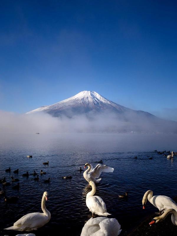 Du khách có cơ hội nhìn thấy những bầy thiên nga nhảy múa trước núi Phú Sĩ từ Hồ Yamanaka. Đây là nơi bắt nguồn đam mê của Takashi Nakazawa với ngọn núi này.
