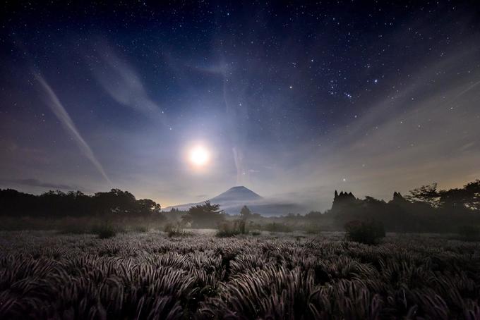 Đồng cỏ lau phát sáng dưới ánh trăng, phía sau là núi Phú Sĩ.