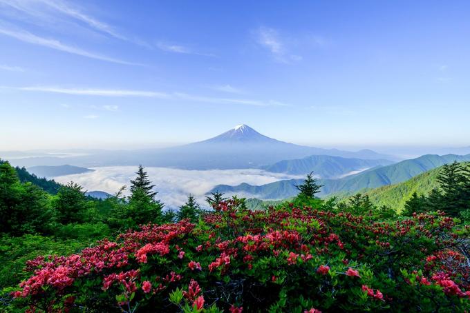 Những bông hoa nở vào mùa xuân tạo nên tiền cảnh đầy màu sắc cho núi Phú Sĩ.
