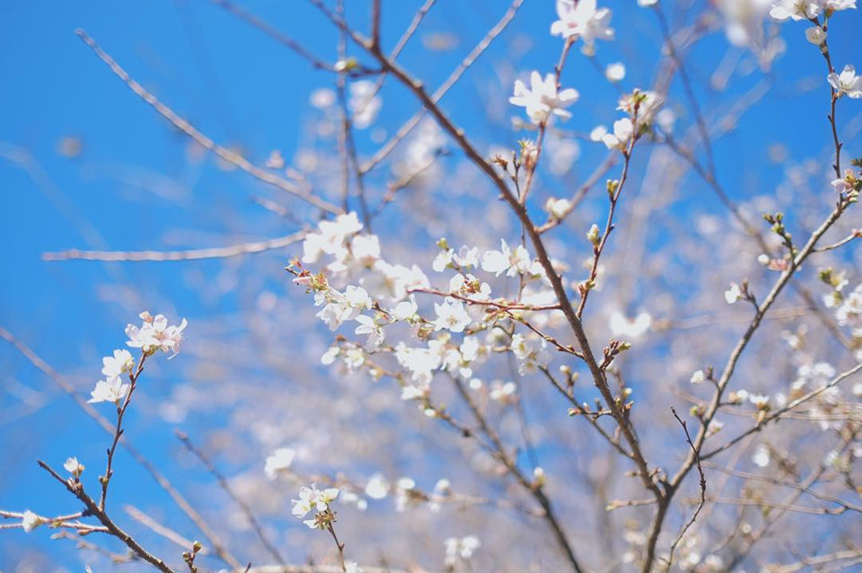 Theo tiếng Nhật, loài hoa này có nghĩa là hoa đào bốn mùa. Thông thường, anh đào sẽ nở hoa vào mùa xuân khắp nơi trên đất nước Nhật. Thế nhưng, giữa sắc đỏ, vàng rợp trời của lá phong, đất nước Mặt Trời mọc còn có loài hoa trắng hồng nổi bật dưới nền trời xanh thẳm. Ảnh: Yup_yip.