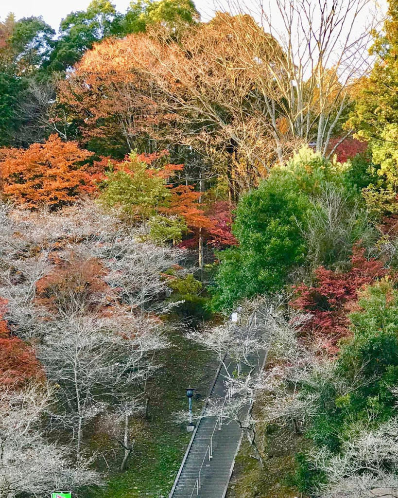  Có khoảng 10.000 cây anh đào được nhân giống để làm đẹp mảnh đất Obara. Trong số đó, cây Maehora Shikizakura có tuổi thọ hơn 100 năm là biểu tượng chính của tỉnh Aichi, được chính quyền và người dân nơi đây bảo vệ một cách cẩn thận. Ảnh: Npstw.