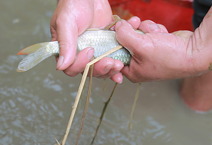 Cá nuôi trong môi trường nước tự nhiên, sạch nên thân cá có màu trắng sáng.