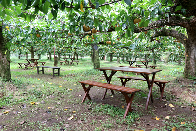 Vườn lê trĩu quả ở Karatachi Orchards.